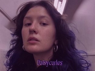 Daisycurles